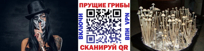 ссылка на мегу как войти Надым Псилоцибиновые грибы прущие грибы